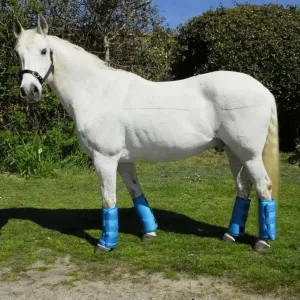 Rhinegold Elite Half Travel Boots